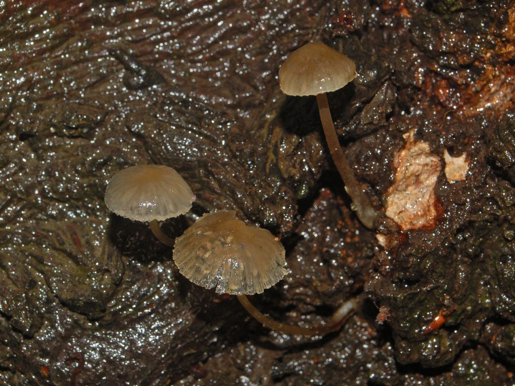 Dei piccoli funghi su una corteccia